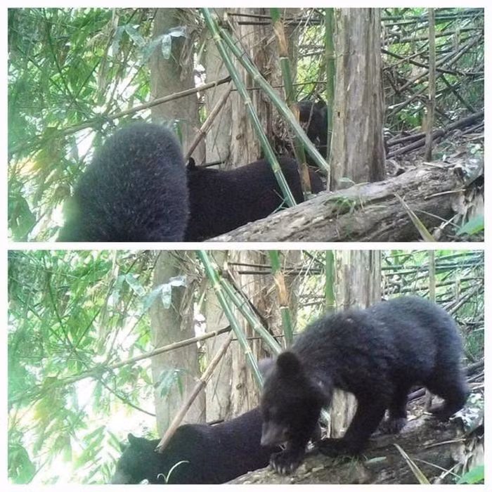 Dat bay anh, phat hien hang dan dong vat quy 