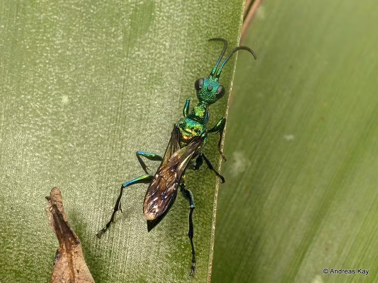 Phat hoang loai ky sinh trung bien vat chu thanh xac song-Hinh-4