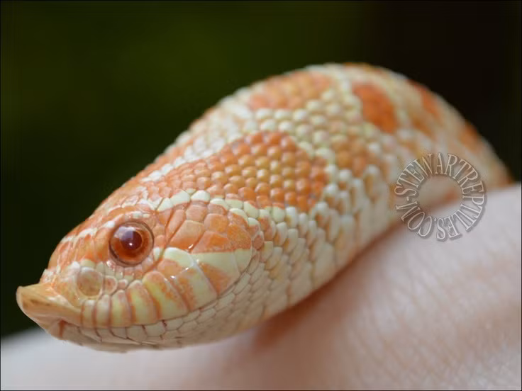 Tan mat loai ran mui lon ky quai nhat hanh tinh, nhin cuc di-Hinh-7