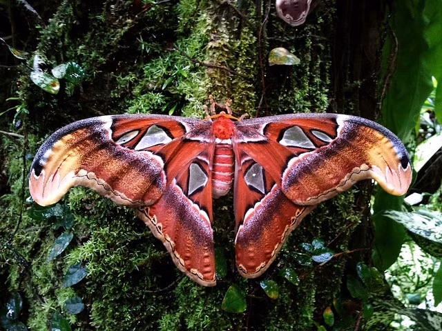 Can canh loai con trung khong lo, noi tieng the gioi cua Viet Nam