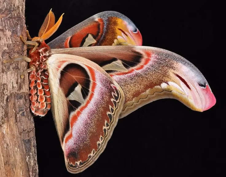 Can canh loai con trung khong lo, noi tieng the gioi cua Viet Nam-Hinh-5