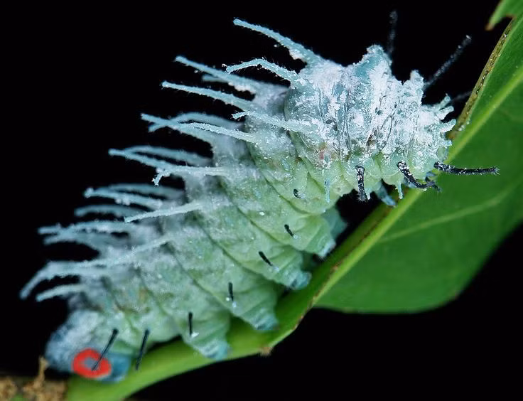 Can canh loai con trung khong lo, noi tieng the gioi cua Viet Nam-Hinh-2