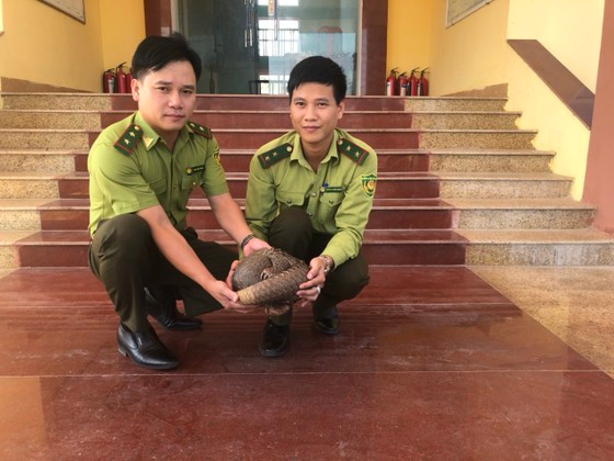 Cá thể tê tê Java được lực lượng chức năng giải cứu.