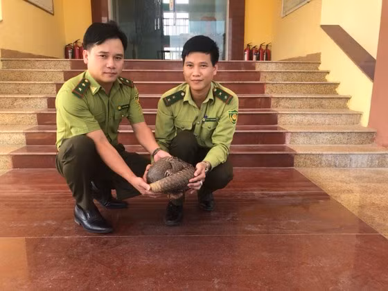 Cá thể tê tê Java được lực lượng chức năng giải cứu.