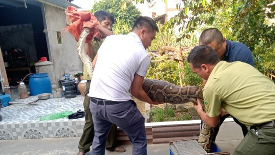 Lực lượng chức năng tiếp nhận trăn đất thả về tự nhiên.