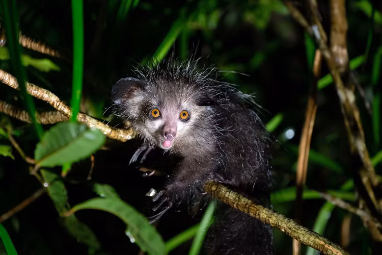 Loai khi xau xi nhat the gioi, bi coi la quy du hien hinh-Hinh-7