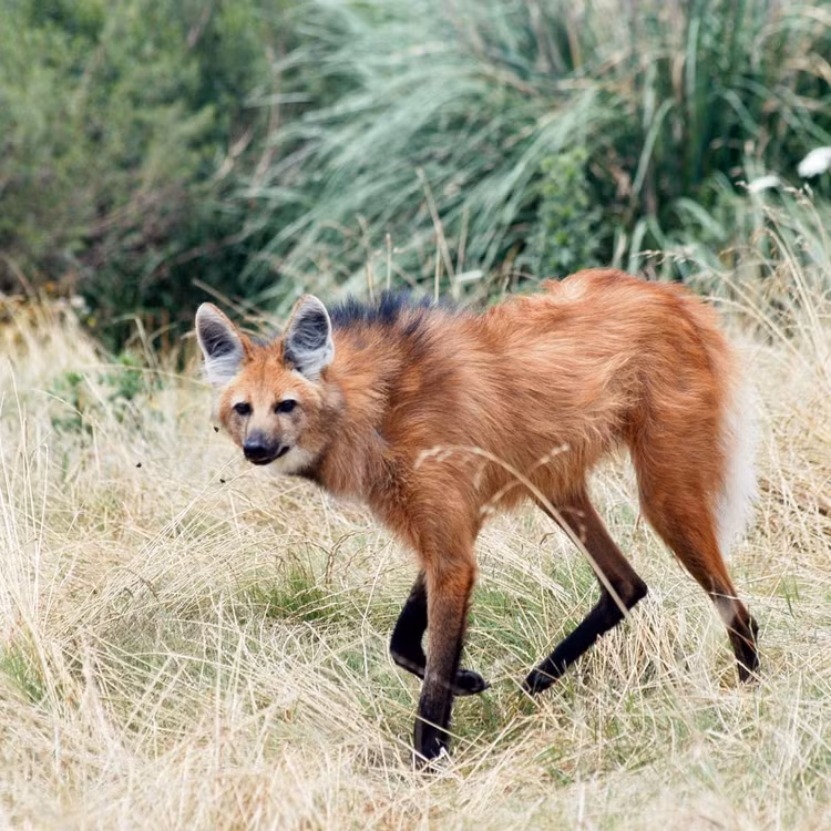 Loai cho rung chan dai nhu di ca kheo, chi co o Nam My-Hinh-7