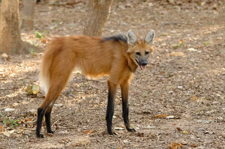 Loai cho rung chan dai nhu di ca kheo, chi co o Nam My