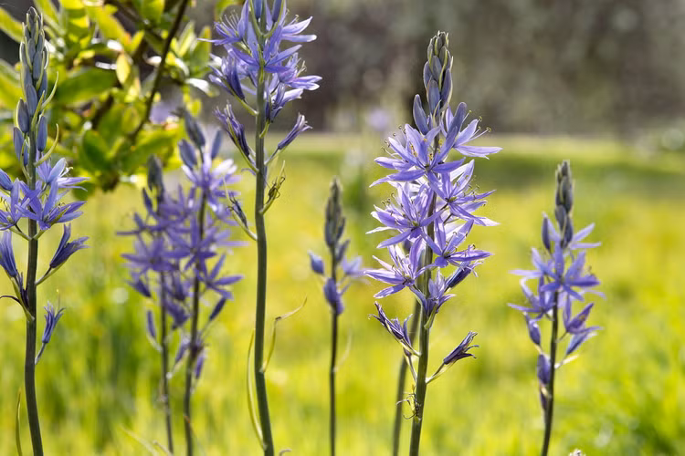 Ky thu cac loai cay thuoc ho mang tay: Co loai no hoa mot lan roi chet-Hinh-8