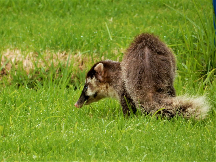 12 loai chon thu vi nhat Viet Nam: Mot loai trong nhu lon rung-Hinh-2