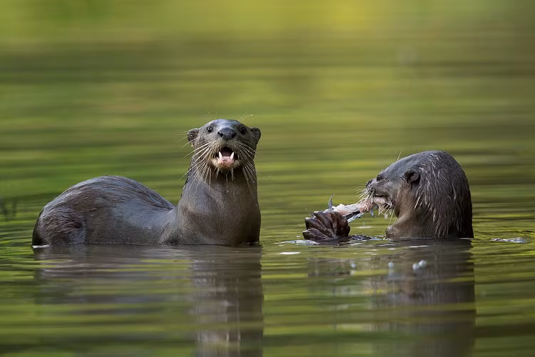 12 loai chon thu vi nhat Viet Nam: Mot loai trong nhu lon rung-Hinh-10