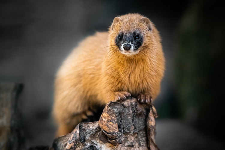 12 loai chon thu vi nhat Viet Nam: Mot loai trong nhu lon rung-Hinh-7