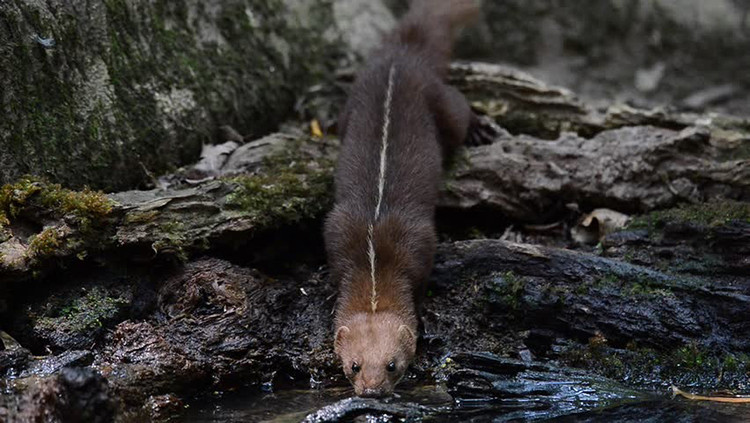 12 loai chon thu vi nhat Viet Nam: Mot loai trong nhu lon rung-Hinh-6