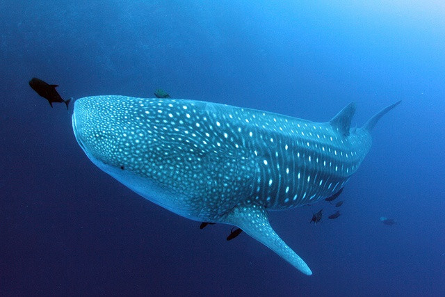 Tan muc loai ca khung nhat the gioi, nhieu lan nhin thay o Viet Nam-Hinh-9