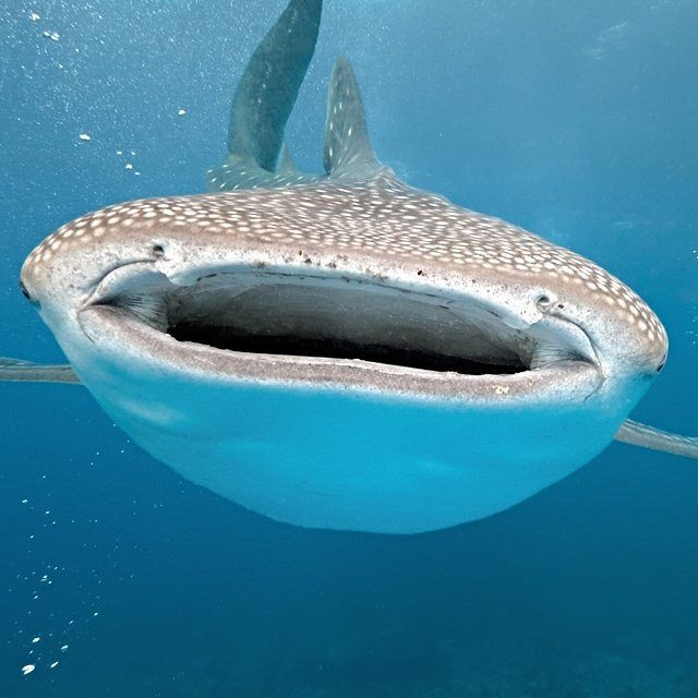 Tan muc loai ca khung nhat the gioi, nhieu lan nhin thay o Viet Nam-Hinh-5