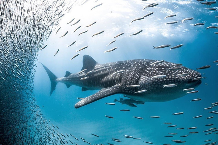 Tan muc loai ca khung nhat the gioi, nhieu lan nhin thay o Viet Nam-Hinh-8