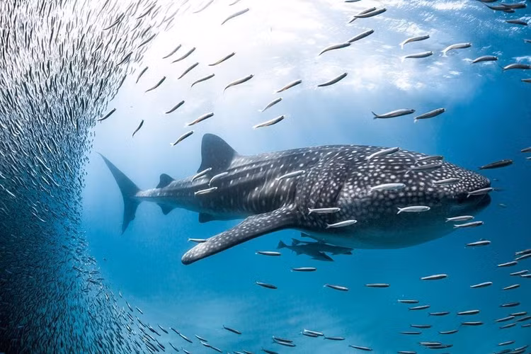 Tan muc loai ca khung nhat the gioi, nhieu lan nhin thay o Viet Nam-Hinh-8