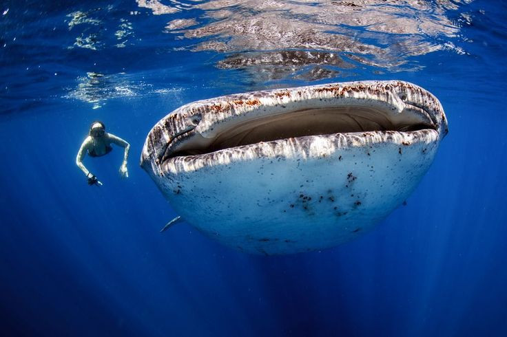 Tan muc loai ca khung nhat the gioi, nhieu lan nhin thay o Viet Nam-Hinh-10