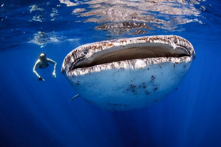 Tan muc loai ca khung nhat the gioi, nhieu lan nhin thay o Viet Nam-Hinh-10