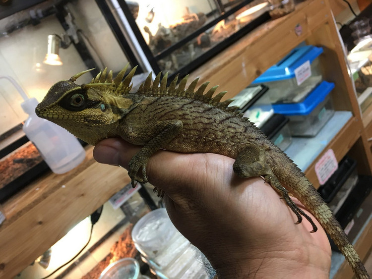 Thu vi loai than lan Viet Nam mang ten nguoi phu nu Nga-Hinh-9