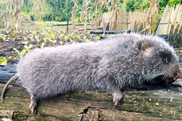 Loai chuot beo mup, nang gan mot can, nguoi Viet thi nhau san lung-Hinh-2