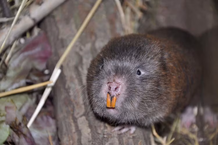 Loai chuot beo mup, nang gan mot can, nguoi Viet thi nhau san lung-Hinh-5