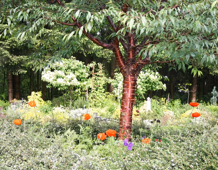 Loai cay doc di nhu duoc duc bang dong, dac trung cua Tay Tang-Hinh-2