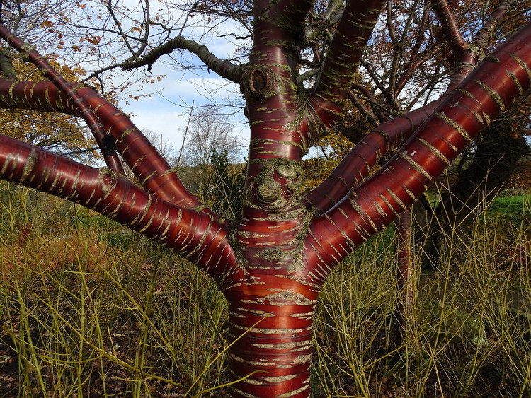 Loai cay doc di nhu duoc duc bang dong, dac trung cua Tay Tang-Hinh-10