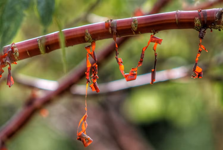 Loai cay doc di nhu duoc duc bang dong, dac trung cua Tay Tang-Hinh-7