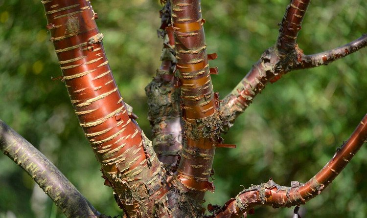 Loai cay doc di nhu duoc duc bang dong, dac trung cua Tay Tang-Hinh-11