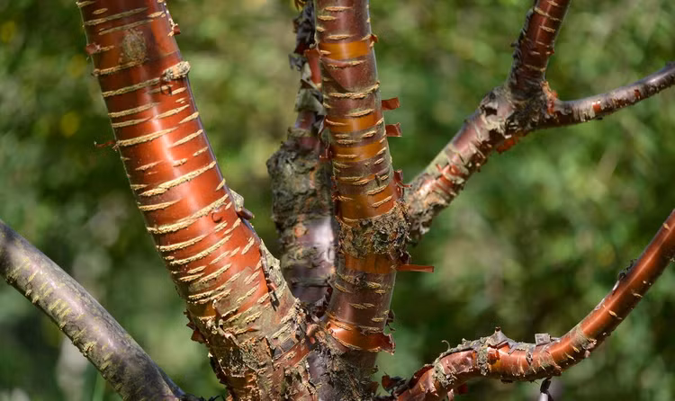 Loai cay doc di nhu duoc duc bang dong, dac trung cua Tay Tang-Hinh-11