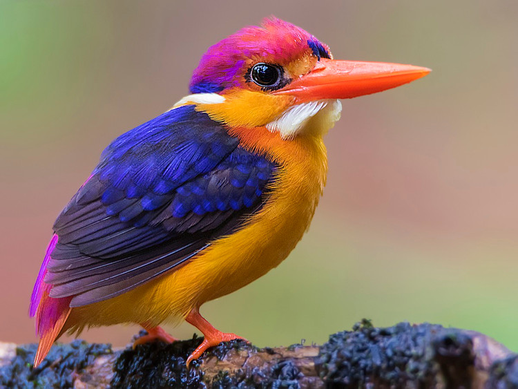 Nhin suong ca mat loai chim loe loet nhat Viet Nam-Hinh-3