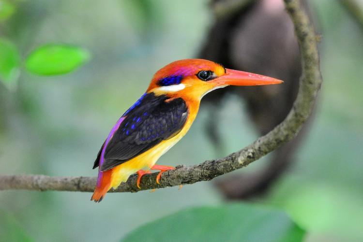 Nhin suong ca mat loai chim loe loet nhat Viet Nam-Hinh-6