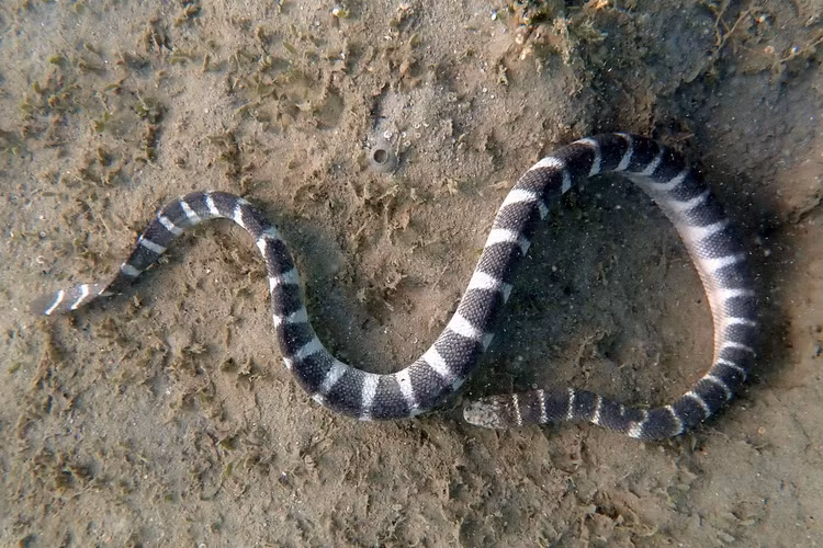 Diem danh nhung loai ran bien co noc doc cuc manh o Viet Nam-Hinh-3