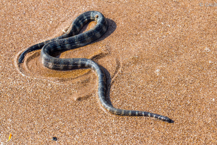 Diem danh nhung loai ran bien co noc doc cuc manh o Viet Nam-Hinh-5