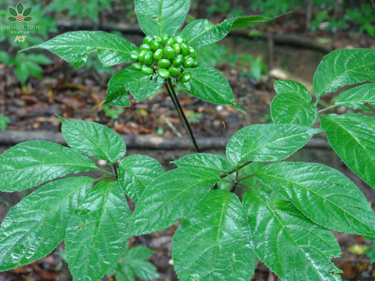 Cận cảnh loài cây “thần dược” của Việt Nam cả thế giới săn lùng - Hình 2 Can canh loai cay “than duoc” cua Viet Nam ca the gioi san lung-Hinh-2