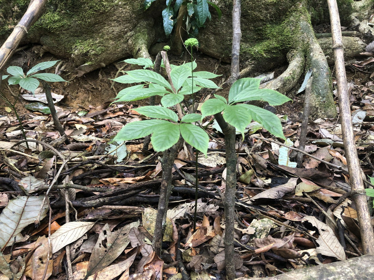 Cận cảnh loài cây “thần dược” của Việt Nam cả thế giới săn lùng - Hình 4 Can canh loai cay “than duoc” cua Viet Nam ca the gioi san lung-Hinh-4