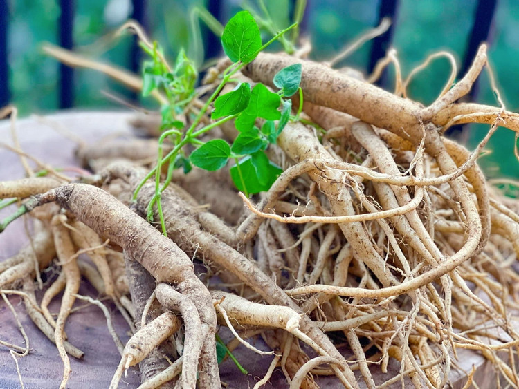 Cận cảnh loài cây “thần dược” của Việt Nam cả thế giới săn lùng - Hình 8 Can canh loai cay “than duoc” cua Viet Nam ca the gioi san lung-Hinh-8