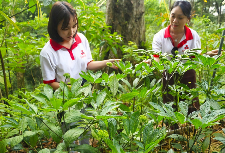 Cận cảnh loài cây “thần dược” của Việt Nam cả thế giới săn lùng - Hình 10 Can canh loai cay “than duoc” cua Viet Nam ca the gioi san lung-Hinh-10