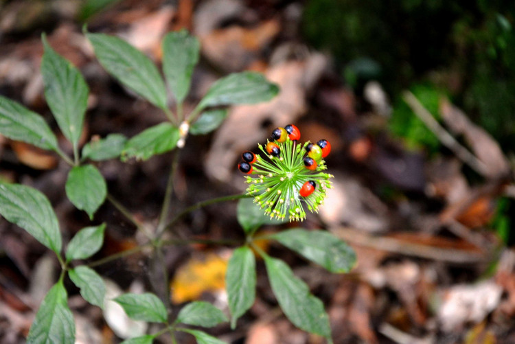 Cận cảnh loài cây “thần dược” của Việt Nam cả thế giới săn lùng - Hình 5 Can canh loai cay “than duoc” cua Viet Nam ca the gioi san lung-Hinh-5