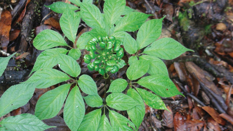 Cận cảnh loài cây “thần dược” của Việt Nam cả thế giới săn lùng - Hình 6 Can canh loai cay “than duoc” cua Viet Nam ca the gioi san lung-Hinh-6