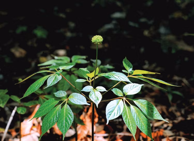 Can canh loai cay “than duoc” cua Viet Nam ca the gioi san lung