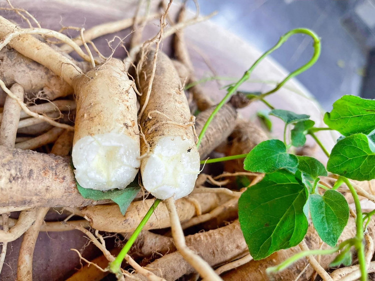 Cận cảnh loài cây “thần dược” của Việt Nam cả thế giới săn lùng - Hình 9 Can canh loai cay “than duoc” cua Viet Nam ca the gioi san lung-Hinh-9