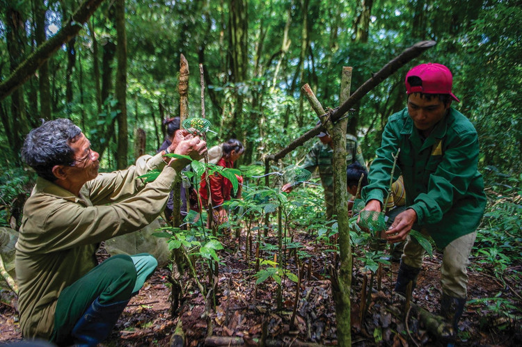 Cận cảnh loài cây “thần dược” của Việt Nam cả thế giới săn lùng - Hình 11 Can canh loai cay “than duoc” cua Viet Nam ca the gioi san lung-Hinh-11