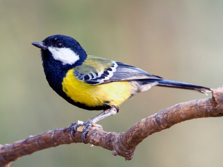 Dieu it nguoi biet ve 6 loai chim bac ma noi tieng nhat Viet Nam-Hinh-5