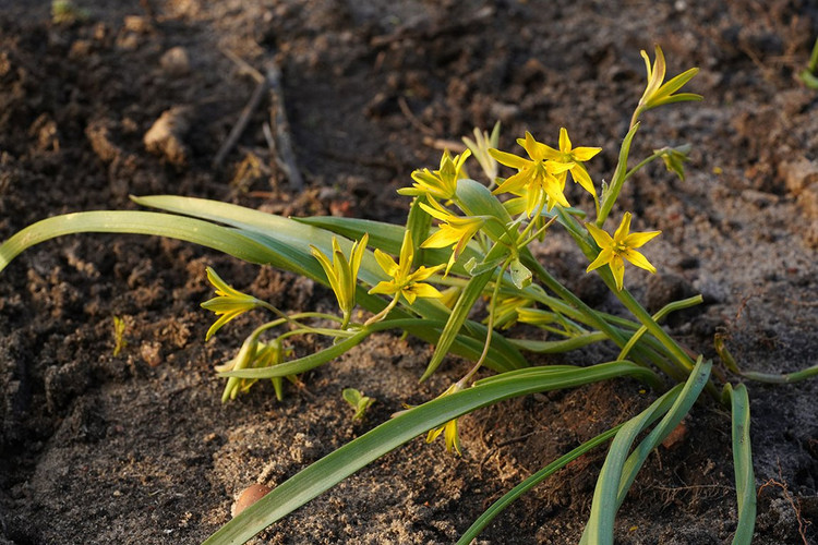 Can canh nhung loai hoa loa ken ky la nhat the gioi-Hinh-9