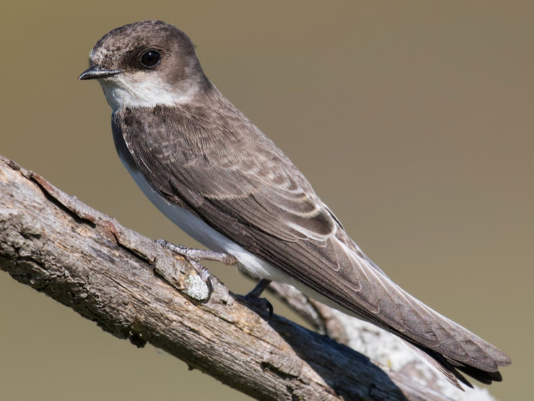 Dieu it nguoi biet ve cac loai chim nhan o Viet Nam-Hinh-3