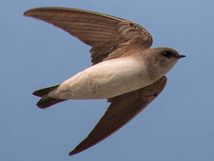 Dieu it nguoi biet ve cac loai chim nhan o Viet Nam-Hinh-2