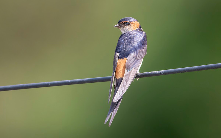 Dieu it nguoi biet ve cac loai chim nhan o Viet Nam-Hinh-11