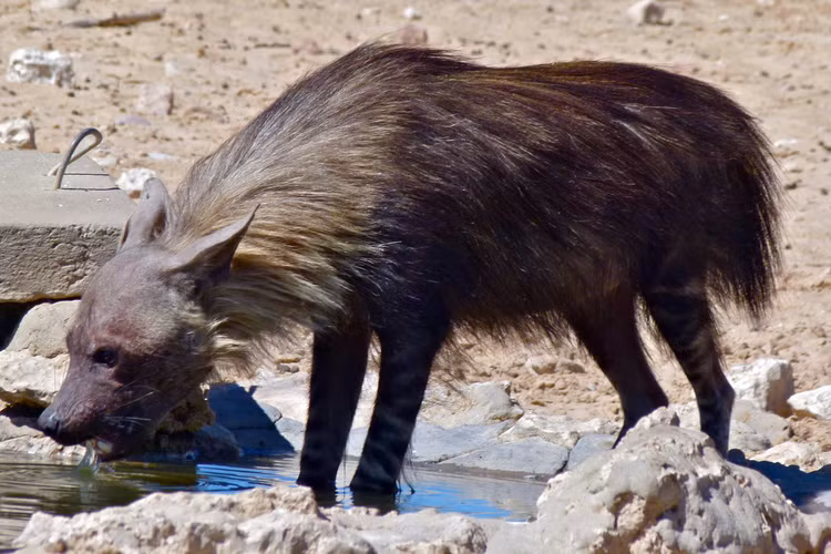 Dieu cuc bat ngo ve 4 loai linh cau con ton tai tren the gioi-Hinh-4